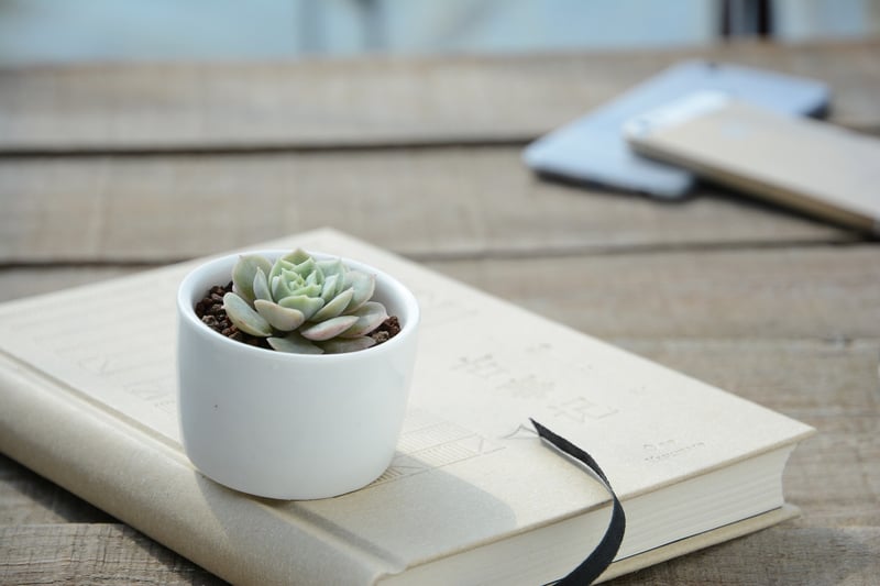 Plant Decor Ideas